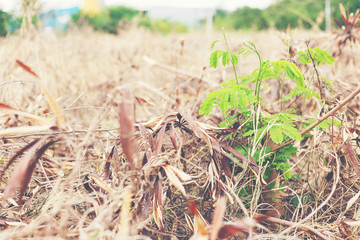 Lonely green little tree growing around dry plant in summer season.