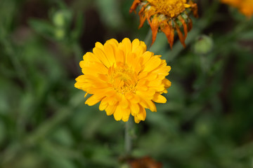 黄色いキンセンカの花のアップ	