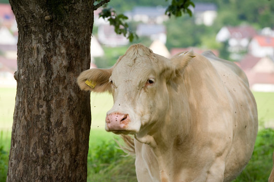 Kuh steht unter einem Baum auf der Weide