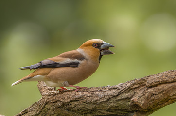 hawfinch