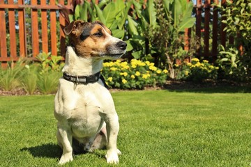 Jack russel