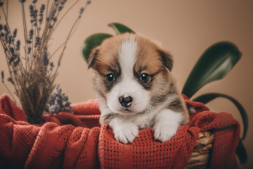 Welsh corgi pembroke sweet puppies