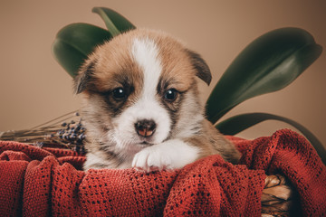 Welsh corgi pembroke sweet puppies