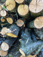 Firewood - round sawn trunks of trees.