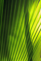 Obraz premium Leaf of palm in Vallée de Mai Nature Reserve, Praslin, Seychelles 