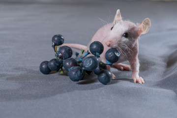 small rats with a berry