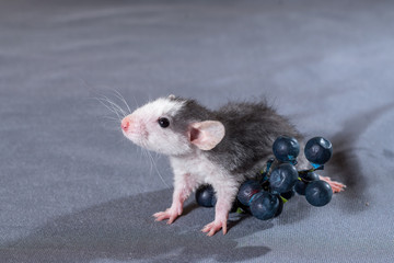 small rats with a berry