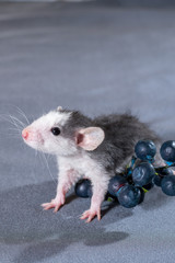 small rats with a berry