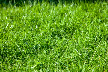 selective focus of green lawn on summer day background