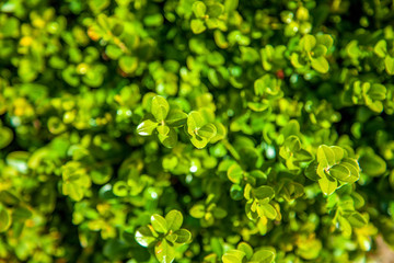 close up view of boxwood bushes with green foliage background