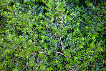 Obraz premium close up view of bushes with green foliage background