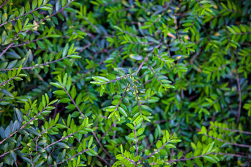 Fototapeta na wymiar close up view of bushes with green foliage background