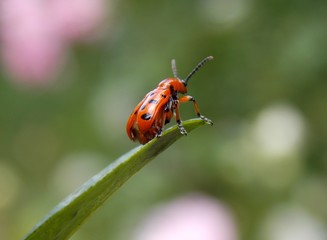 red beetle on the list
