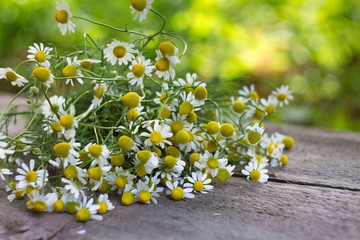 Obraz na płótnie Canvas daisies on a wooden background in nature on a Sunny day