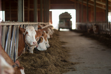 healthy and happy cows in a barn, getting some food, can be used as background