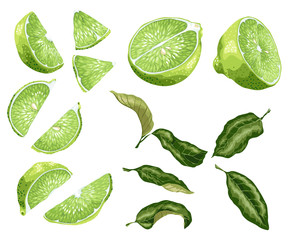 Lime parts set with lime fruit  halves of a fruit and its slices in realistic graphic vector illustration