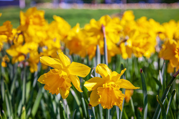 Obraz premium close up view of beautiful yellow narcissus flowers