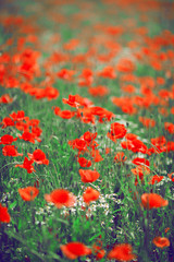 beautiful summer meadow with poppies and chamomile, can be used as background 