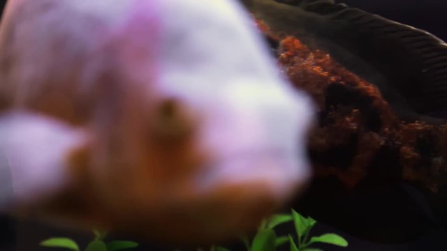Astronotus ocellatu .Fish floats calmly