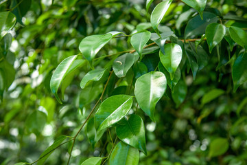close up view of ficus with green foliage background
