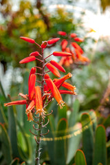 close up view of red flowers with green leaves