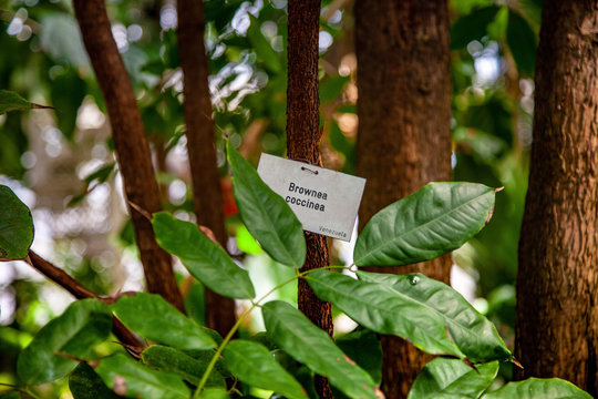close up view of exotic plants with green leaves and brownea coccinea, venezuela sign