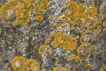 Lichen growing on limestone