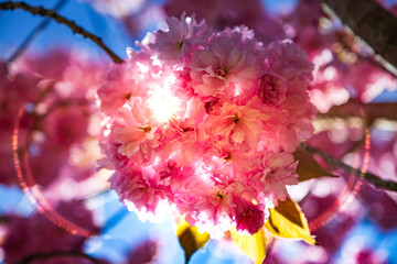 close up view of beautiful sakura tree blossom and sunlight backdrop