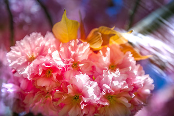 Close up view of beautiful sakura tree blossom backdrop