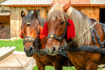 Portrait of pair of brown horses heads, in a  harness stand on the yard of farm. Horse concept. - 208949234