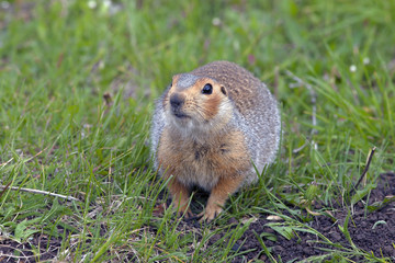 fluffy cute gophers sitting in a meadow