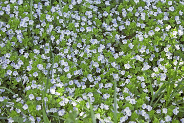 Obraz na płótnie Canvas beautiful little blue wildflowers