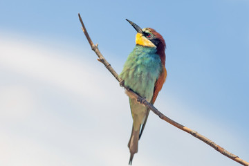bee-eaters sitting on a branch on blue sky background