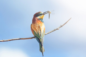 bee-eaters sitting on a branch on a background of blue sky