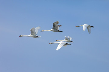  flock of white swans flying  on the background blue sky