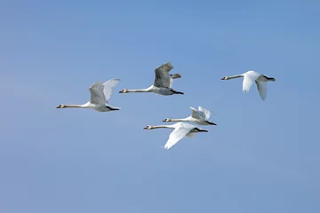 Papier Peint photo Cygne  flock of white swans flying  on the background blue sky