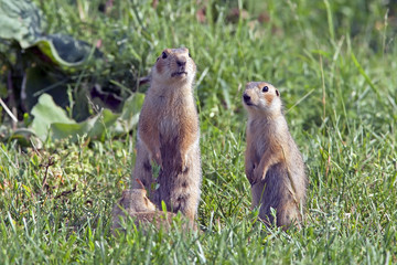 fluffy cute gophers sitting in a meadow