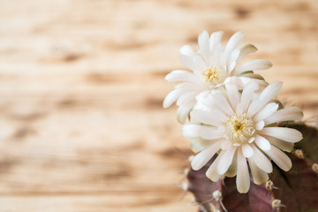 Fototapeta na wymiar Cactus flowers blooming on a light wooden background with copy space. Gymnocalycium mihanovichii in home garden