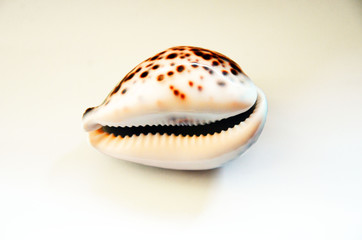leopard shell white brown in point decorative on white slit background