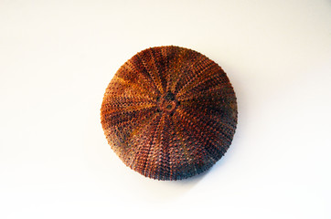 Decorative stone. Marine round shell. Decorative shell. Decor. Home decoration.