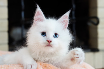 white kitten Maine Coon lies comfortably on Blankets