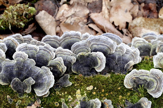 Turkey tail, Trametes versicolor, wild mushroom from Finland