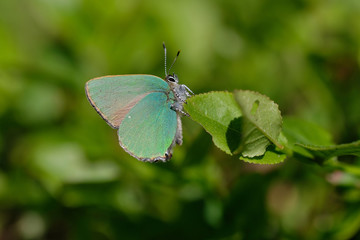 Brombeer-Zipfelfalter - Callophrys rubi in einer Makroaufnahme
