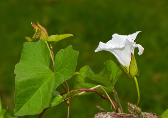 Naklejka na ściany i meble Flower, bud and leaves of Hedge bindweed, also known as Rutland beauty