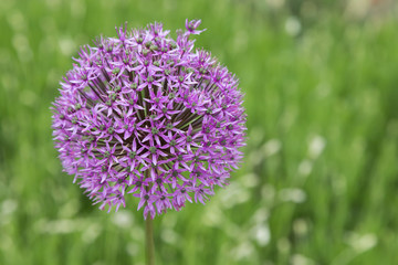 Allium