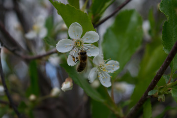 a bee on a flower