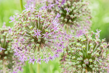 Allium
