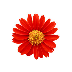 Red flowers , clipping path included.