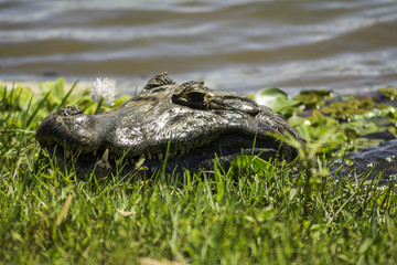 Alligator