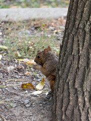 Squirrel hiding behind Tree Montréal Canada 